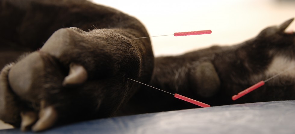 Tierakupunktur